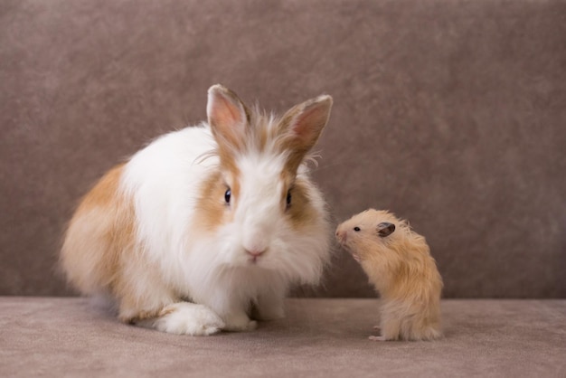 Fluffy white angora rabbit and syrian hamster on brown background