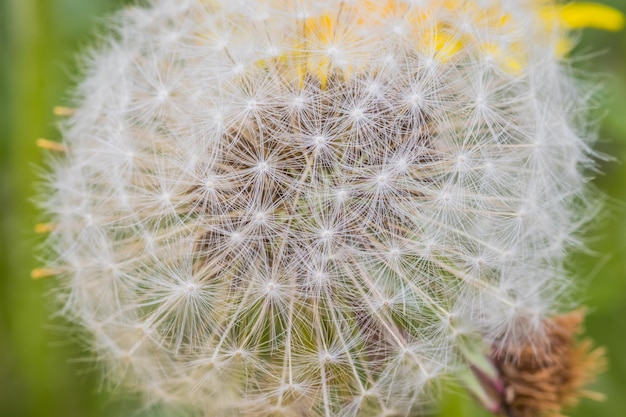 Fluffy white dandelion closeup on green background Macro shot Dandelion seeds closeup