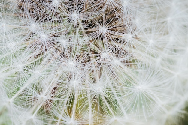 Fluffy white dandelion closeup on green background Macro shot Dandelion seeds closeup