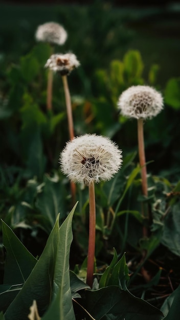 Fluffy white dandelions agnst greenery