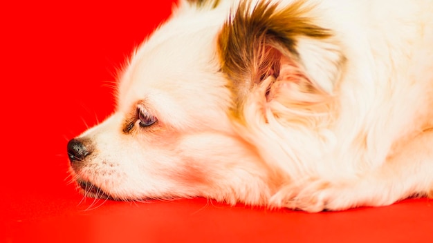 Fluffy white dog lying on red background Relaxed spitz resting in studio