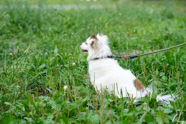 Fluffy white dog on walk in summertime Halfbreed spitz in green grass