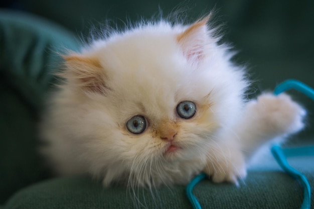 Fluffy white kitten with blue eyes lies on the sofa.