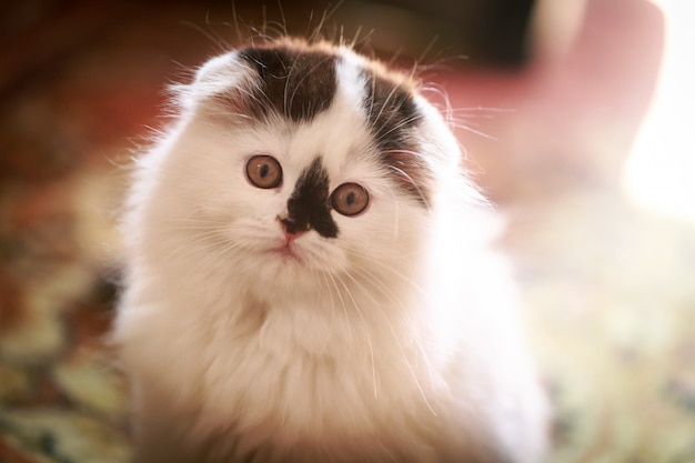 Fluffy white kitten, with hanging ears