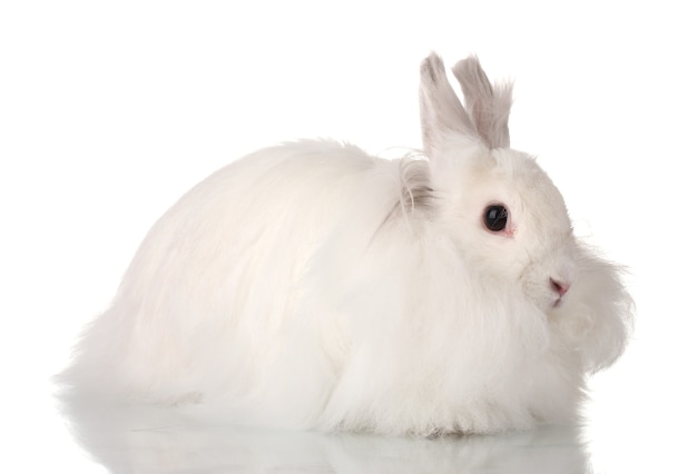 Fluffy white rabbit isolated on white