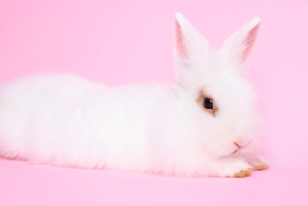 Fluffy white rabbit on pink background Cute pet