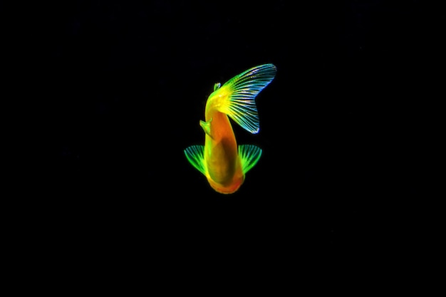 Fluorescent Freshwater Fish Gold zebra danio fish