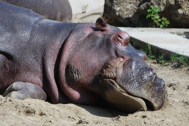 Flusspferd aus dem zoo liegt und schlaft