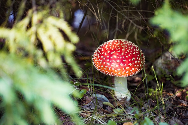 Fly agaric Amanita Muscaria mushroom in the forest Red cap mushroom close up