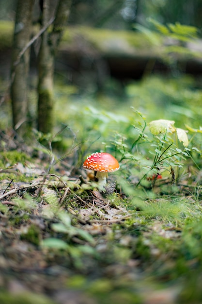 Fly agaric Amanita Muscaria mushroom in the forest Red cap mushroom close up