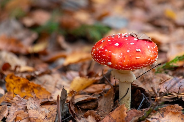 Fly agaric - dangerous but beautiful mashroom with white dots on a red cap