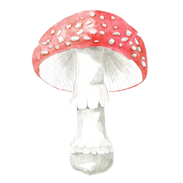 Fly agaric mushroom