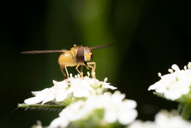 fly bee on a flower