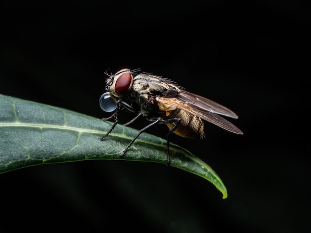 The Fly in black