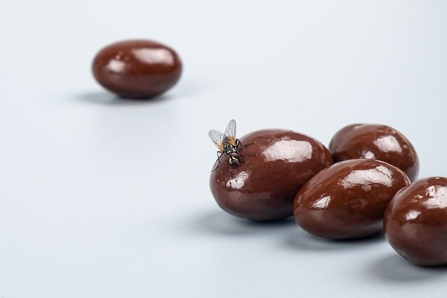 Fly on candy expired food sweets concept