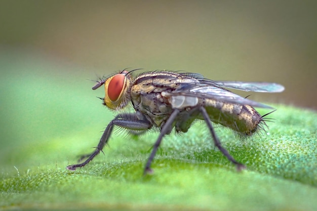 fly close up macro premium photo