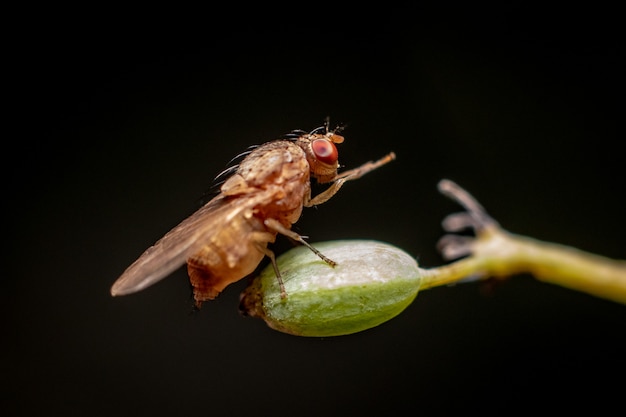 fly close up