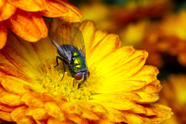 Fly eats pollen from yellow flower.