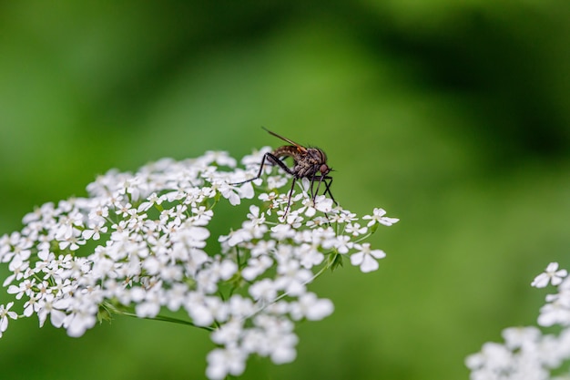 Fly on flower,