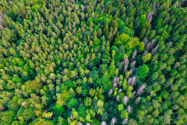 Fly forward over green conifers in autumn Colorful forest from a bird's eye view down Green and yellow tops on a cold morning from a drone