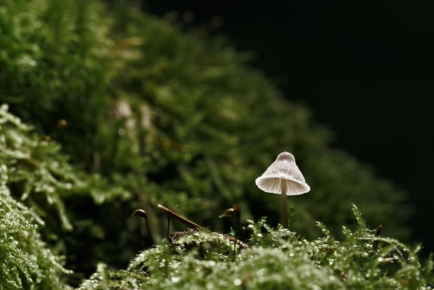 a fly on a green moss