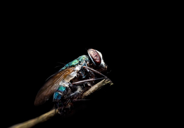 Fly Insect carcasses on black