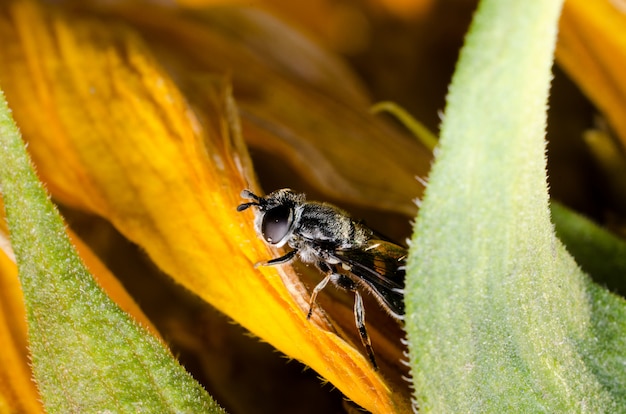 The fly is hiding on a yellow flower-sunflower