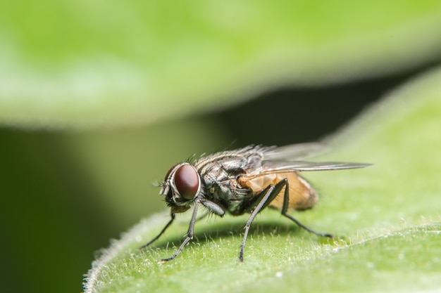 Fly on the leaf