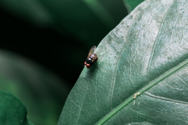 Fly on the leaf