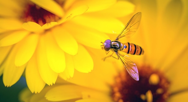 Fly on a natural background insects fauna