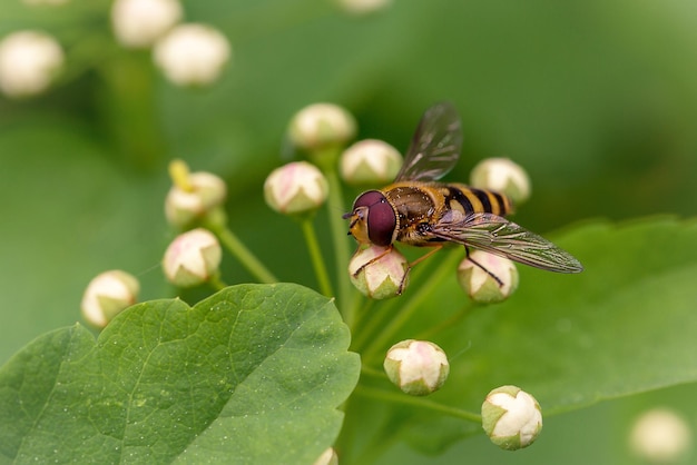 Fly on a natural background insects fauna