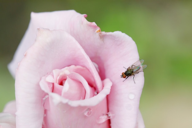 Fly on pink rose flower