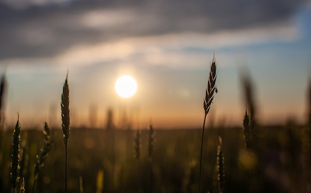 A fly sits on an ear of wheat or rye. Close-up of green ears of wheat or rye at sunset in a field. World global food with sunset in farm land autumn scene background. Happy Agricultural countryside.