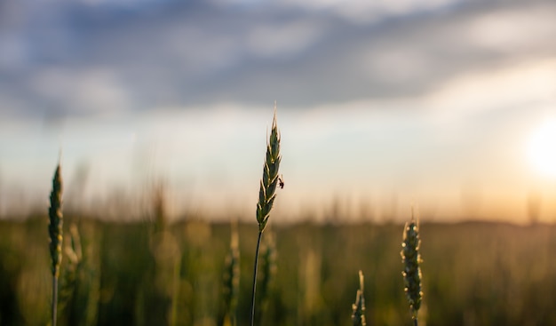 A fly sits on an ear of wheat or rye. Close-up of green ears of wheat or rye at sunset in a field. World global food with sunset in farm land autumn scene background. Happy Agricultural countryside.