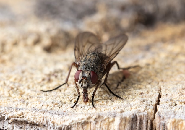 fly tachinidae in a native habitat