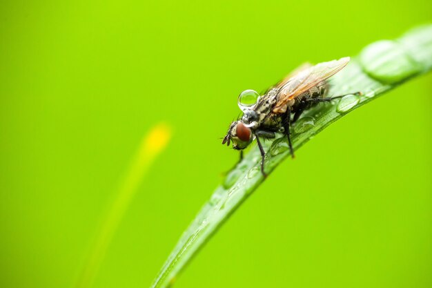 Fly with rain drops on it. Macro shot