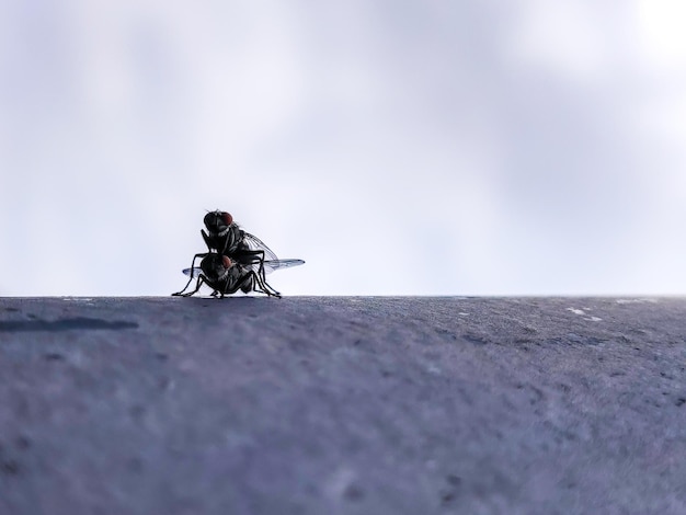 A fly with red eyes is on a pole copulating