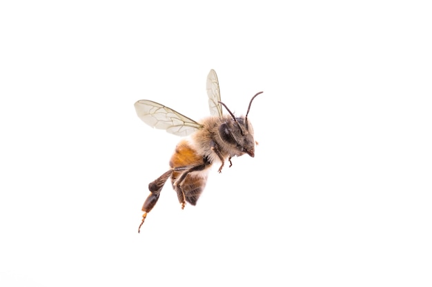 Flying bee on isolated