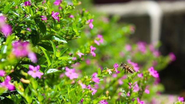 Flying bee and will perch near purple flowers and leafy leaves