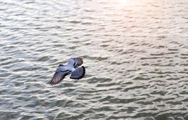 Photo flying bird on water sea with relax nature