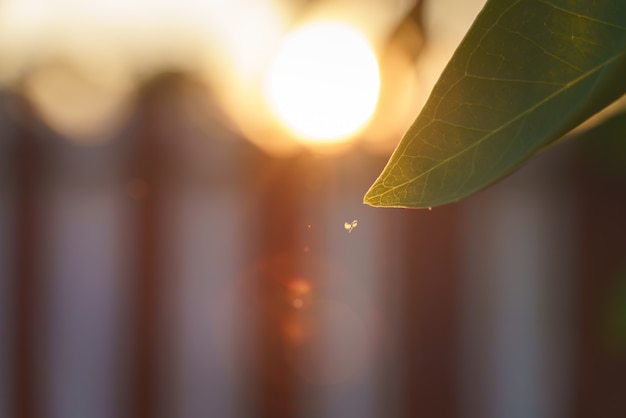 Flying bugs or pest around sweet bay leaf