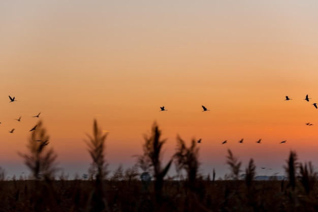 Flying common cranes In Hortobagy National Park