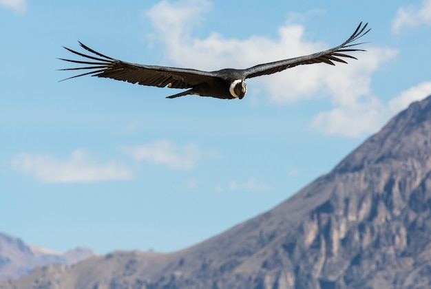 Flying condor in the Colca canyon,Peru