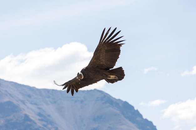 Flying condor in the Colca canyon,Peru