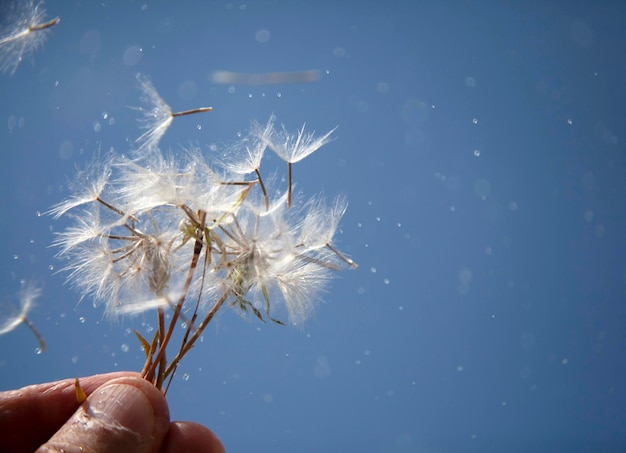 Flying dandelion seeds macro abstract