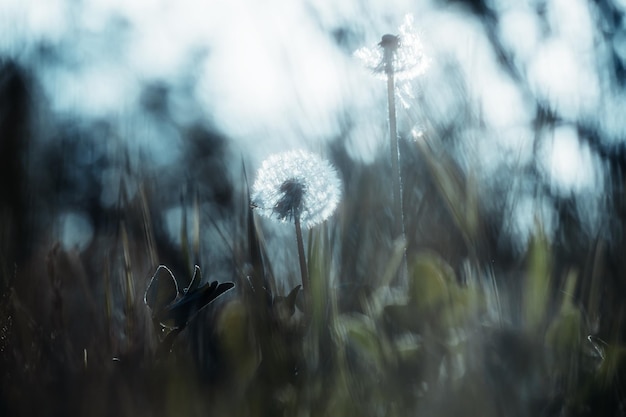 Flying dandelion with grass