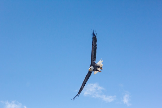 Flying eagle