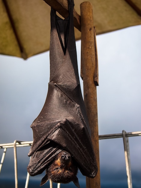 Photo flying fox bat is sleeping