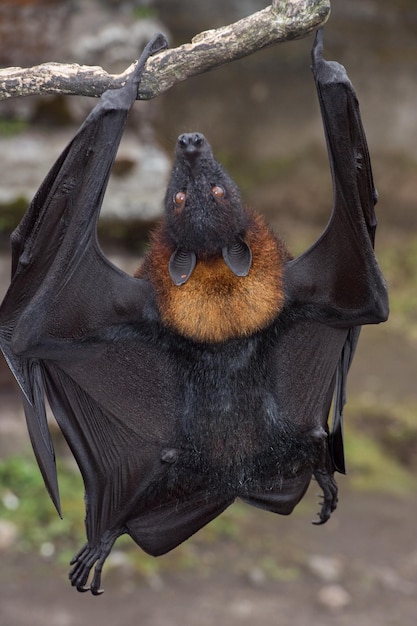 Photo flying fox close up portrait detail view