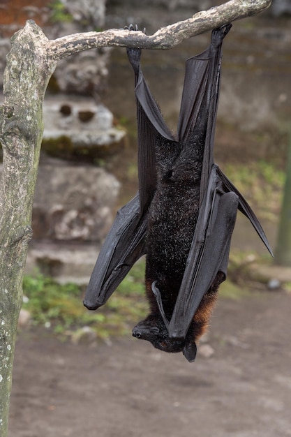 Photo flying fox close up portrait detail view